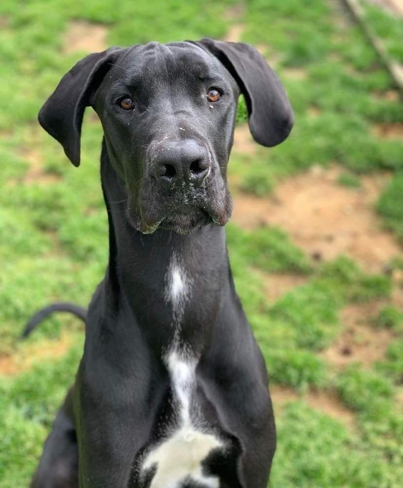 Black dog with floppy ears sitting outdoors on grass, facing the camera.