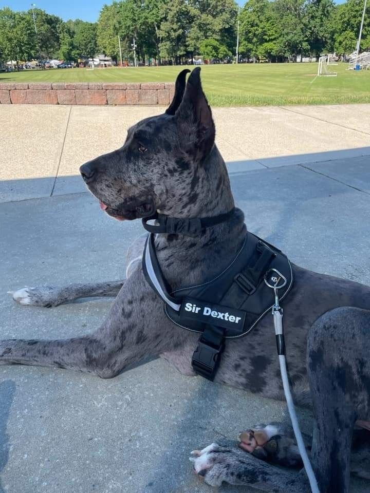 Large gray dog in a 