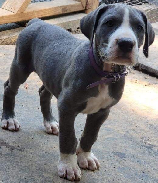 Gray-and-white puppy standing on a concrete floor, wearing a purple collar.