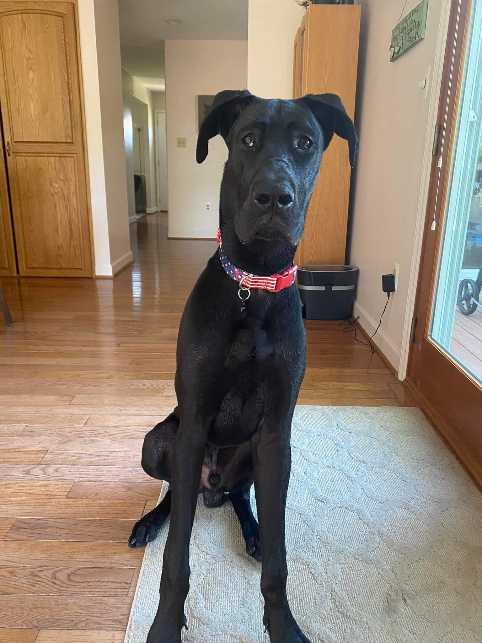Black dog with red collar sitting on a hardwood floor in a sunlit hallway.
