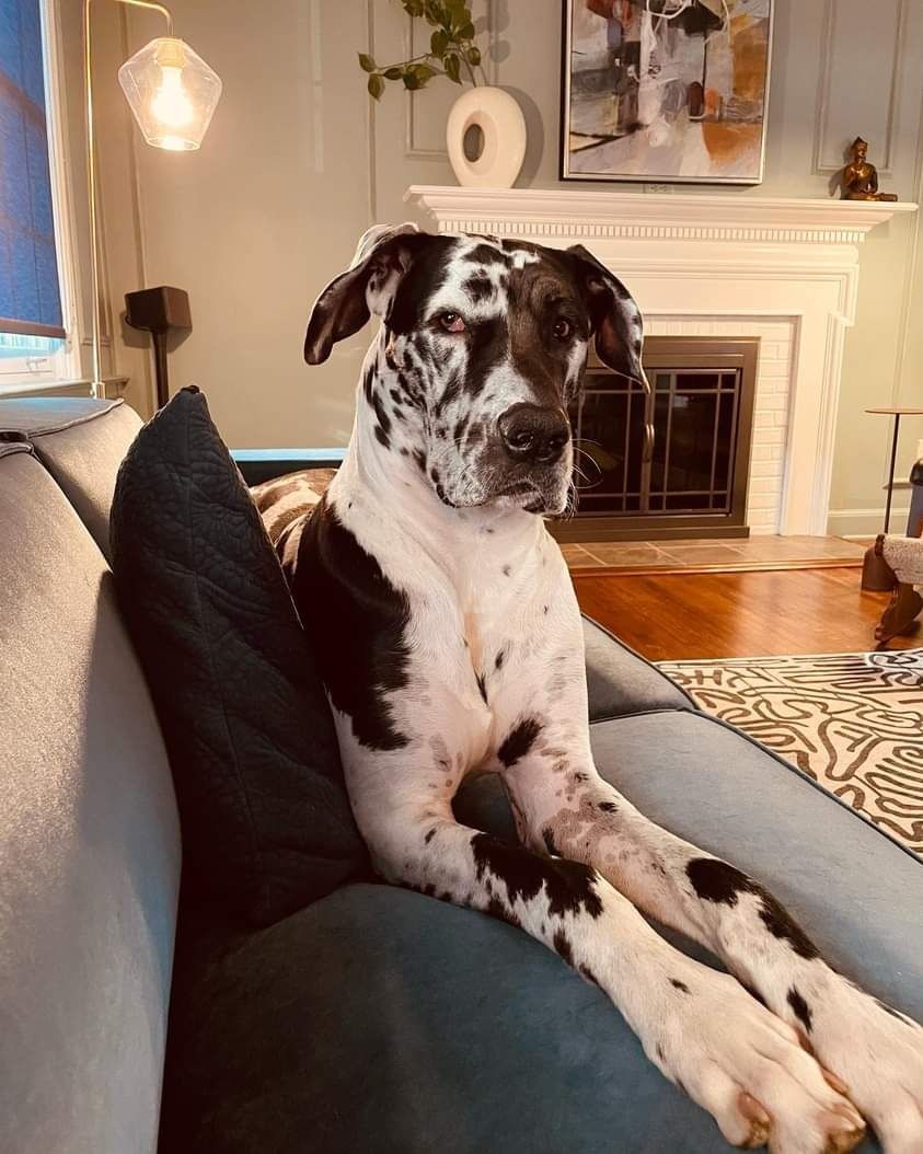 Black-and-white spotted dog lounging on a blue couch in a cozy living room