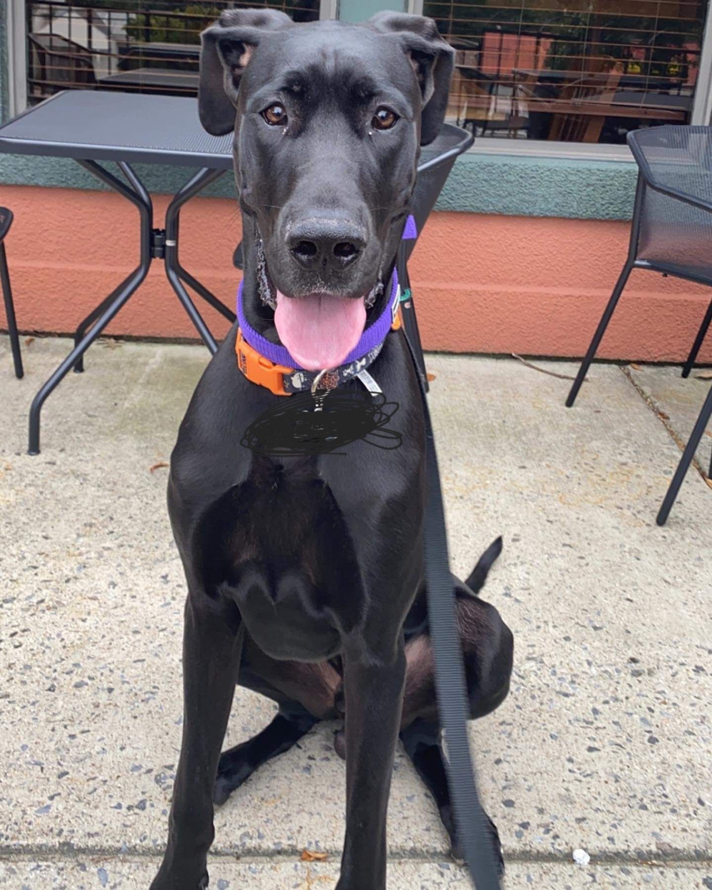 Black dog with an orange collar sitting and panting on a sidewalk café patio.