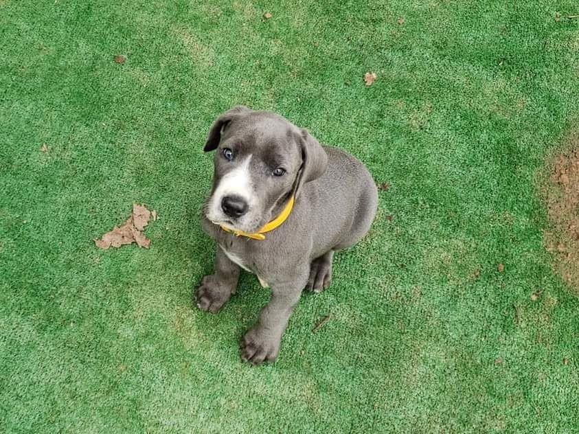 Gray puppy with yellow collar sitting on green grass, looking up at the camera