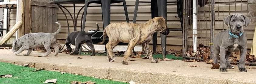 Five dogs standing in a row near a fence, including a tan dog and a gray dog.