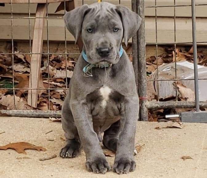 Gray puppy sitting on a concrete floor in front of a wire fence, looking at the camera.