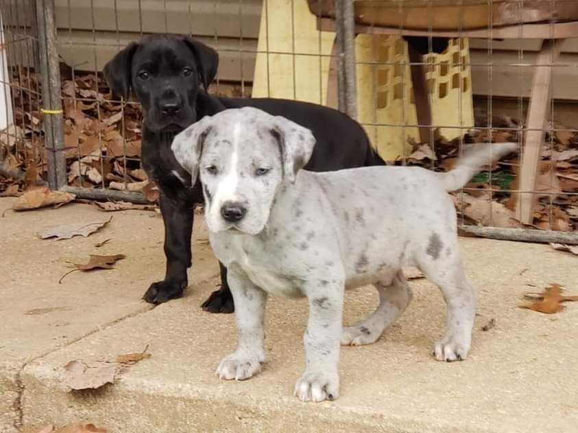 Two puppies, one black and one white-speckled, standing on a concrete patio in front of a fence.