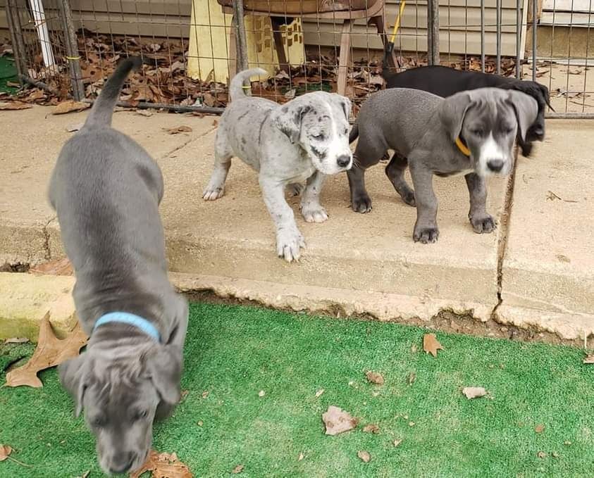 Four puppies on a porch, one gray pup walking toward the grass, with two in the center and one dark pup behind.