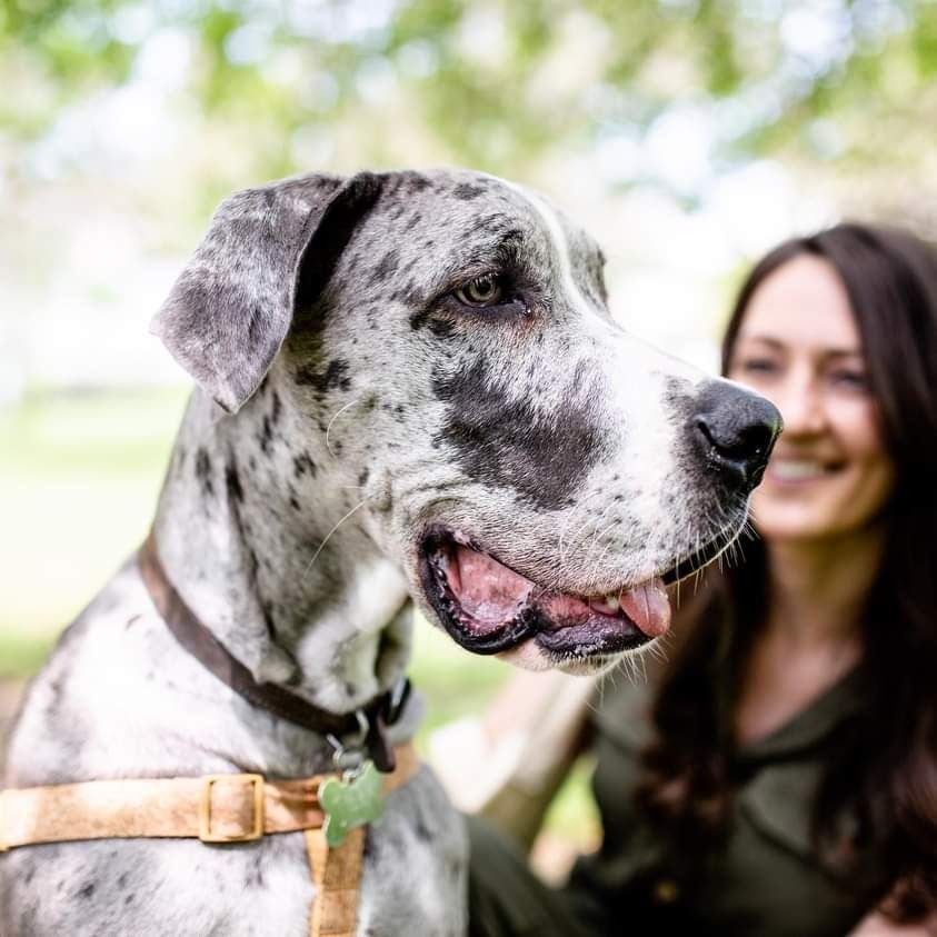 Gray dog in a tan harness with a smiling woman blurred in the background outdoors