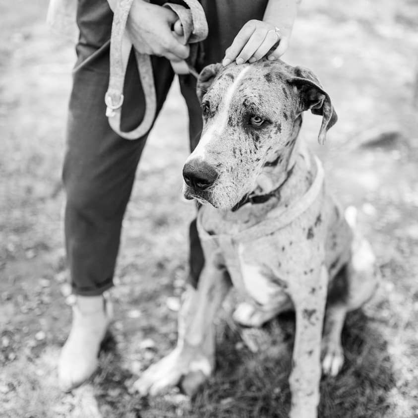 Person holding a spotted dog on a leash outdoors