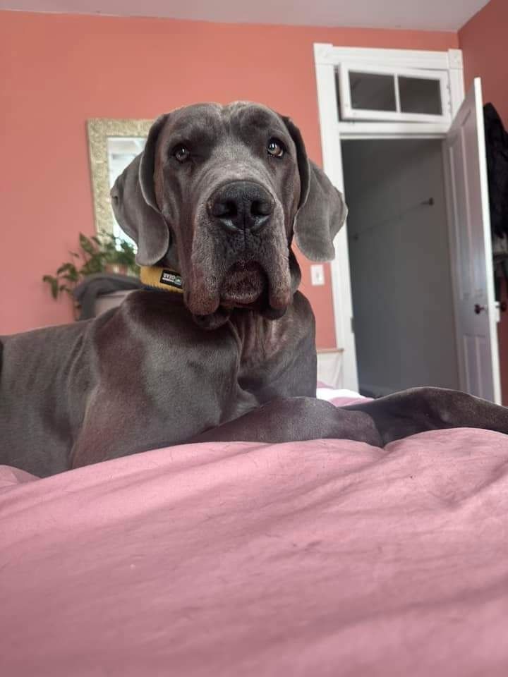 Large gray dog resting on a pink bed in a room with coral walls and an open doorway