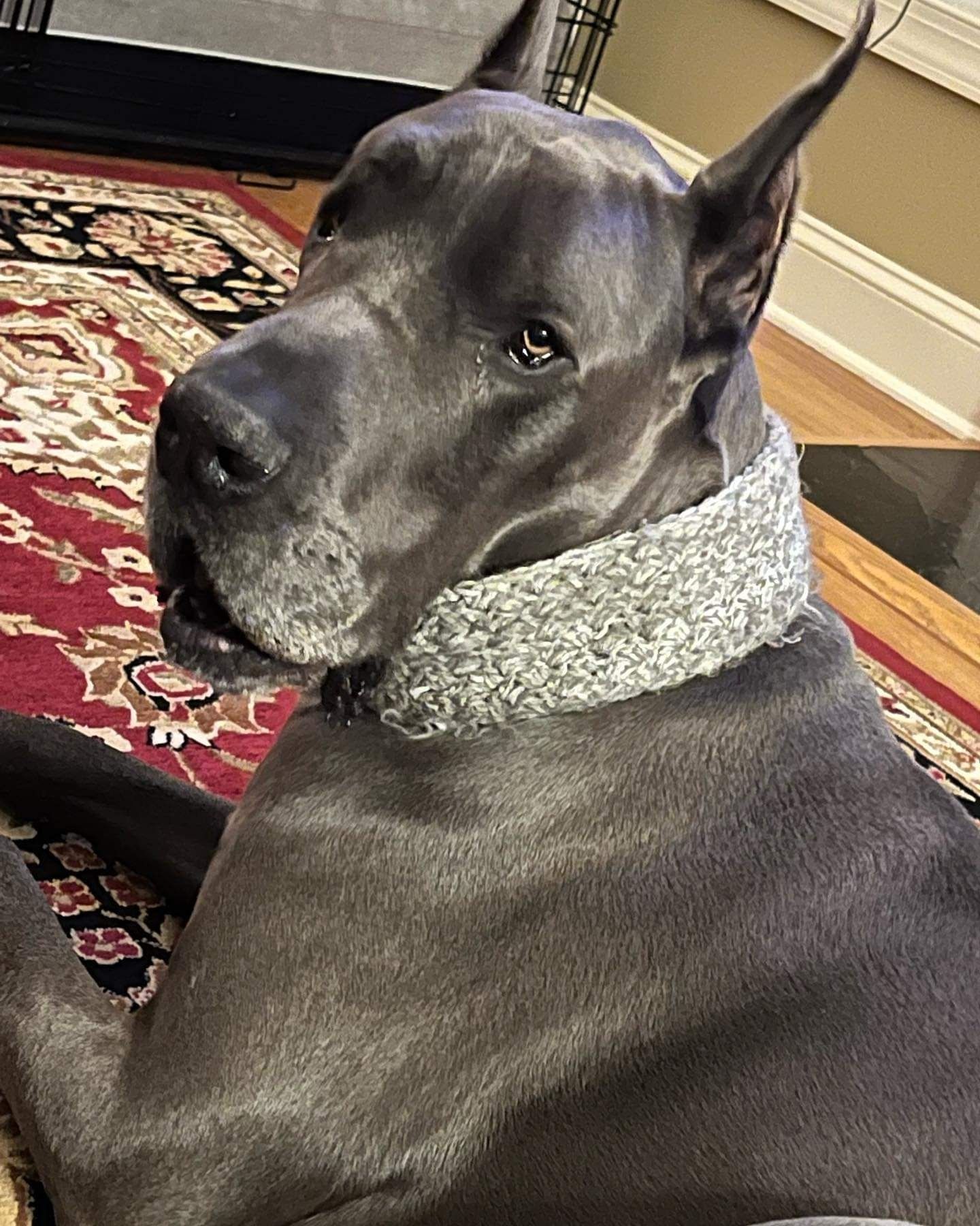 Black dog with gray muzzle wearing a thick gray collar, lying on a patterned rug indoors.