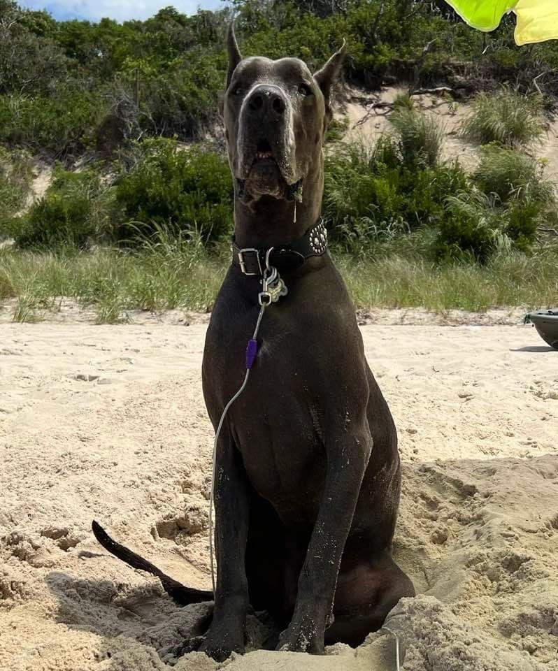 Large black dog sitting in a sand pit on a beach, wearing a collar and leash.