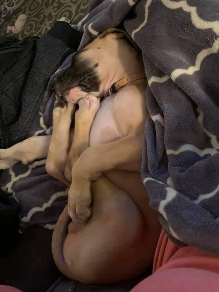 Small dog curled asleep under a patterned blanket on a couch