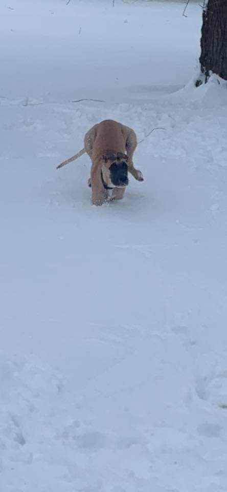 Brown dog walking through deep snow with a black object in its mouth