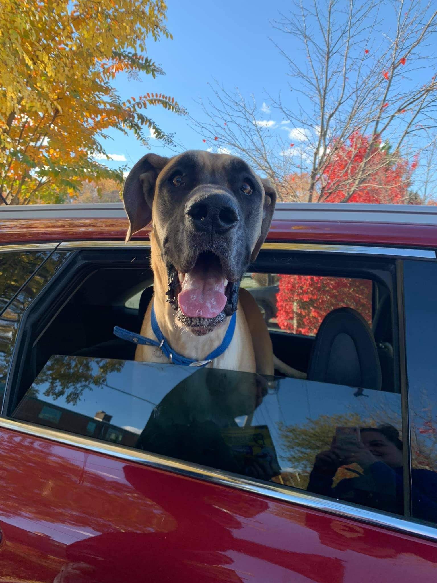 Dog with open mouth leaning out of a red car window, autumn trees in the background