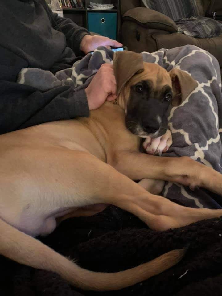 Tan dog resting on a couch with a person’s hand gently petting its head