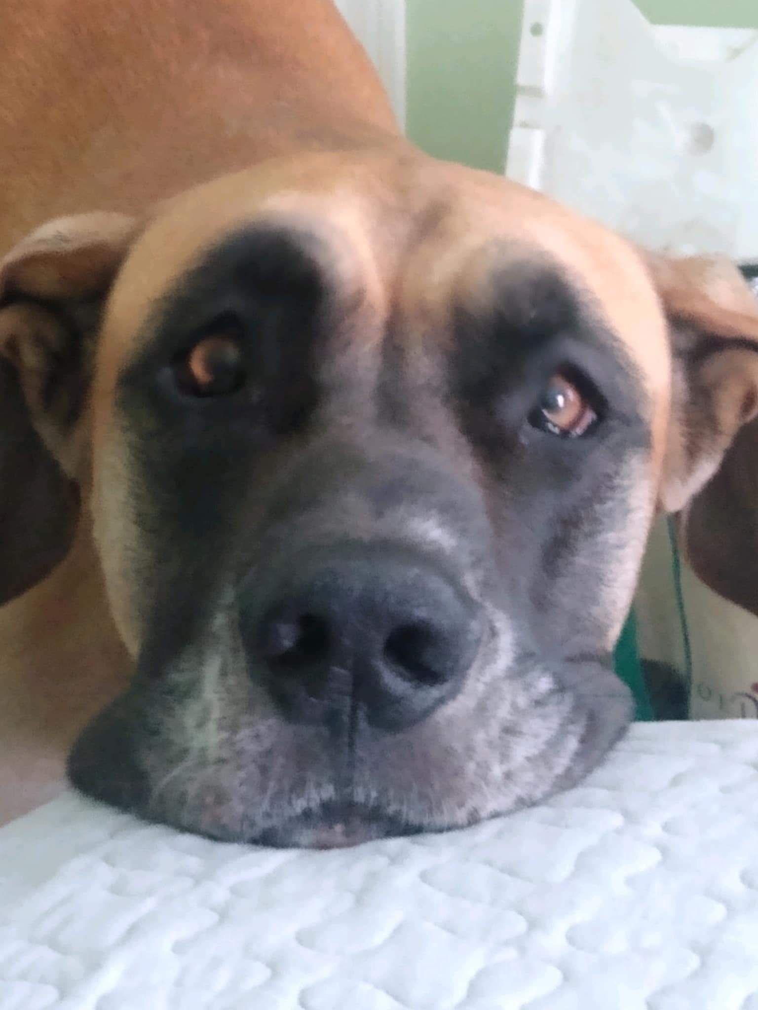 Close-up of a tan-and-black dog resting its head on a cushion, looking directly at the camera.