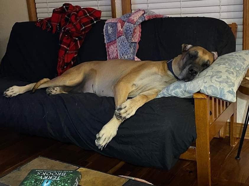 Large tan dog sleeping on a black couch with blankets and a pillow in a living room