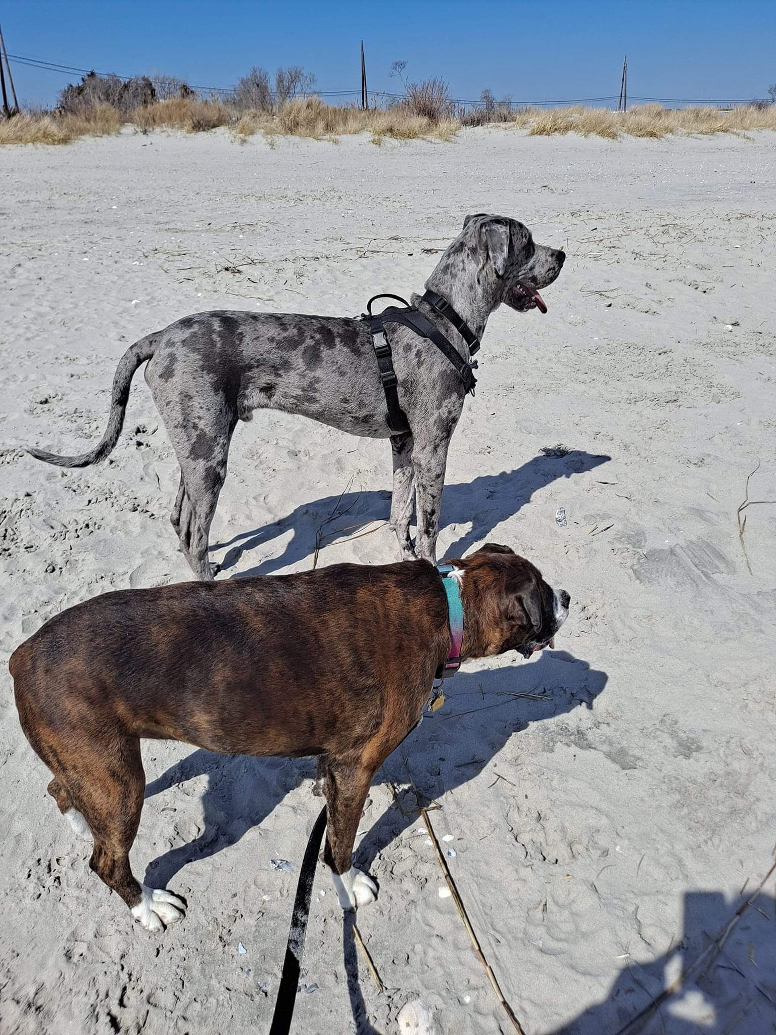 Two dogs on a sandy beach, one gray merle and one brindle, both on leashes.