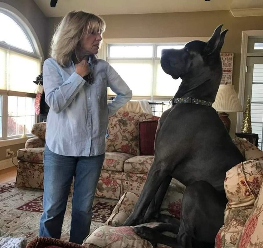 Woman stands facing a giant black dog on a couch in a bright living room.