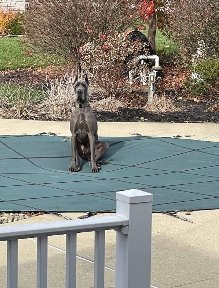 Black dog sitting on a blue patio mat outdoors near a driveway and bushes
