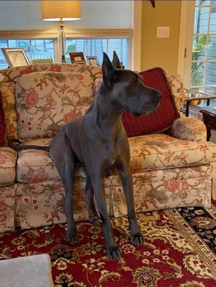Black Great Dane standing on a red patterned rug in a cozy living room with a floral sofa and lamp.
