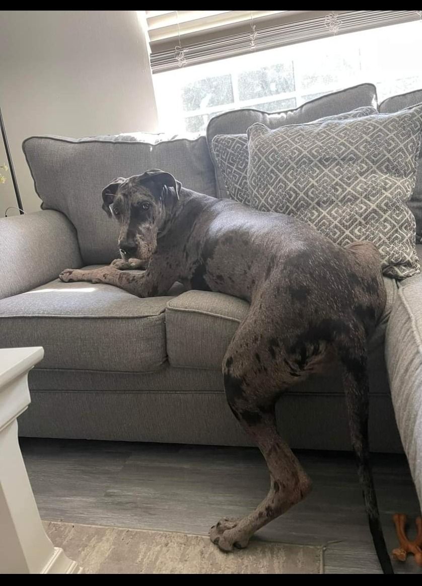 Black-and-tan dog resting on a gray couch by a bright window.