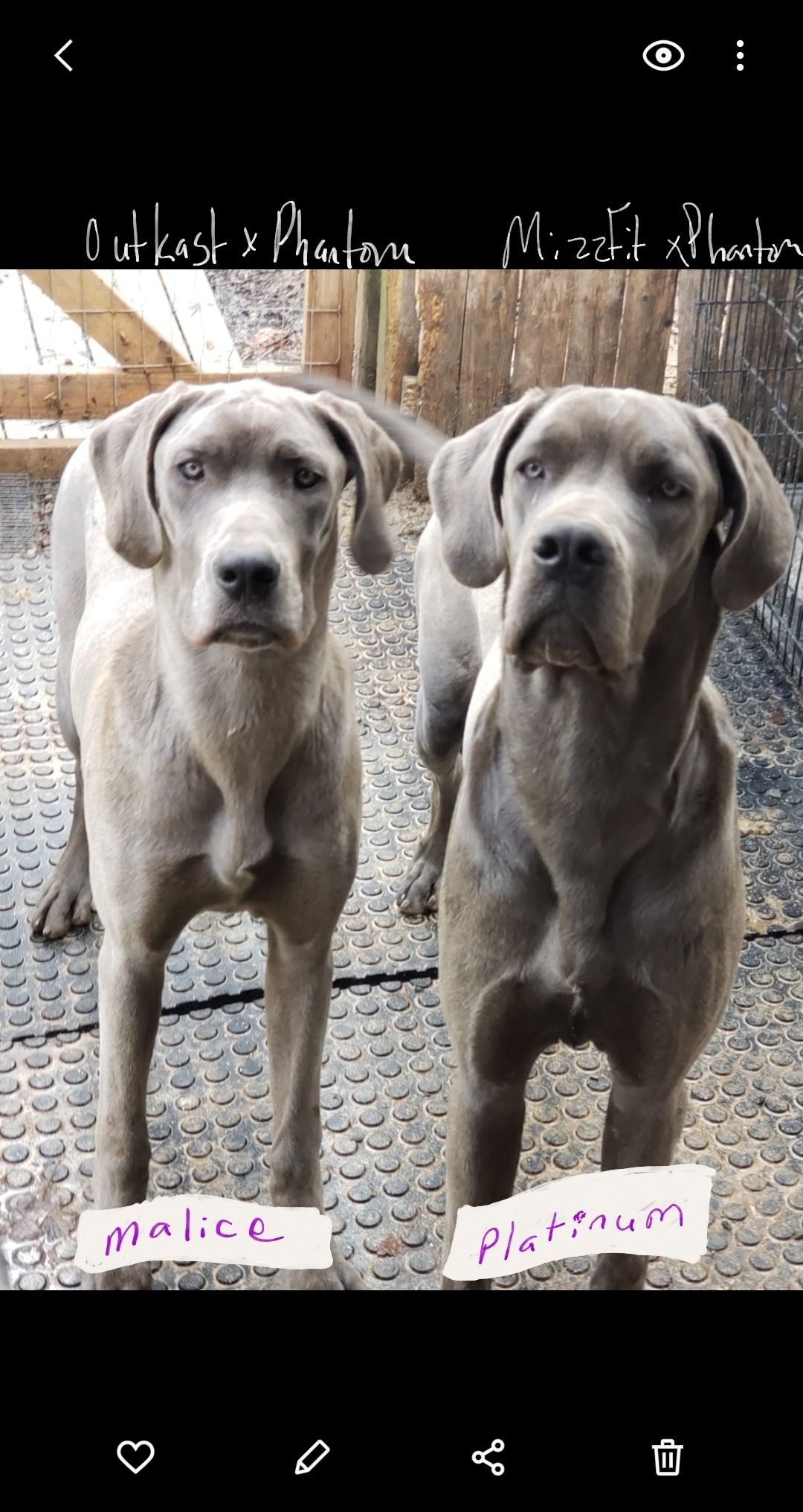 Two gray dogs standing side by side outdoors, each labeled with a name tag.
