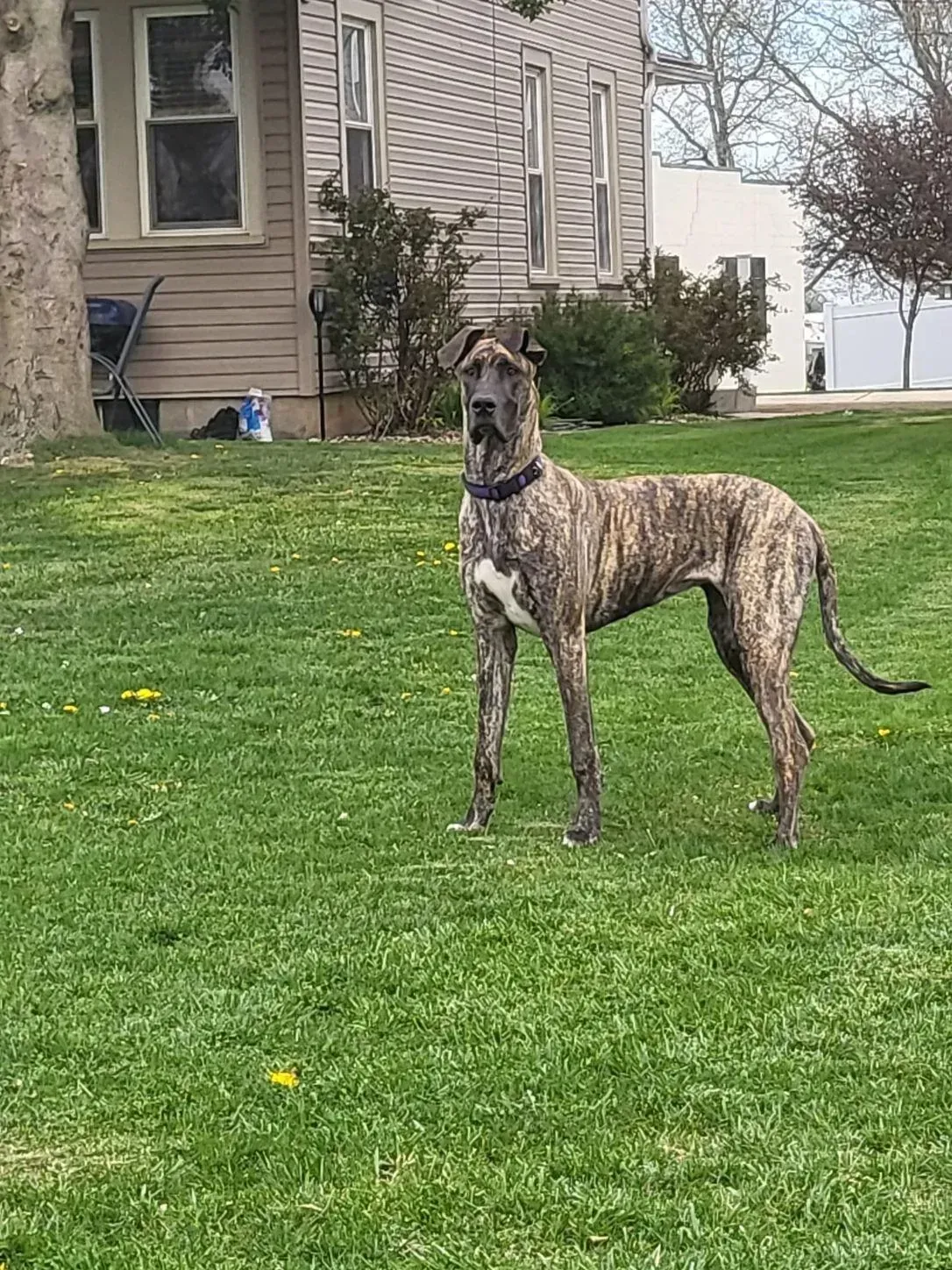 Tall brindle dog standing on a green lawn beside a house, facing the camera.