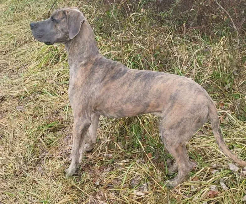 Brindle hound standing in tall grass, looking left.