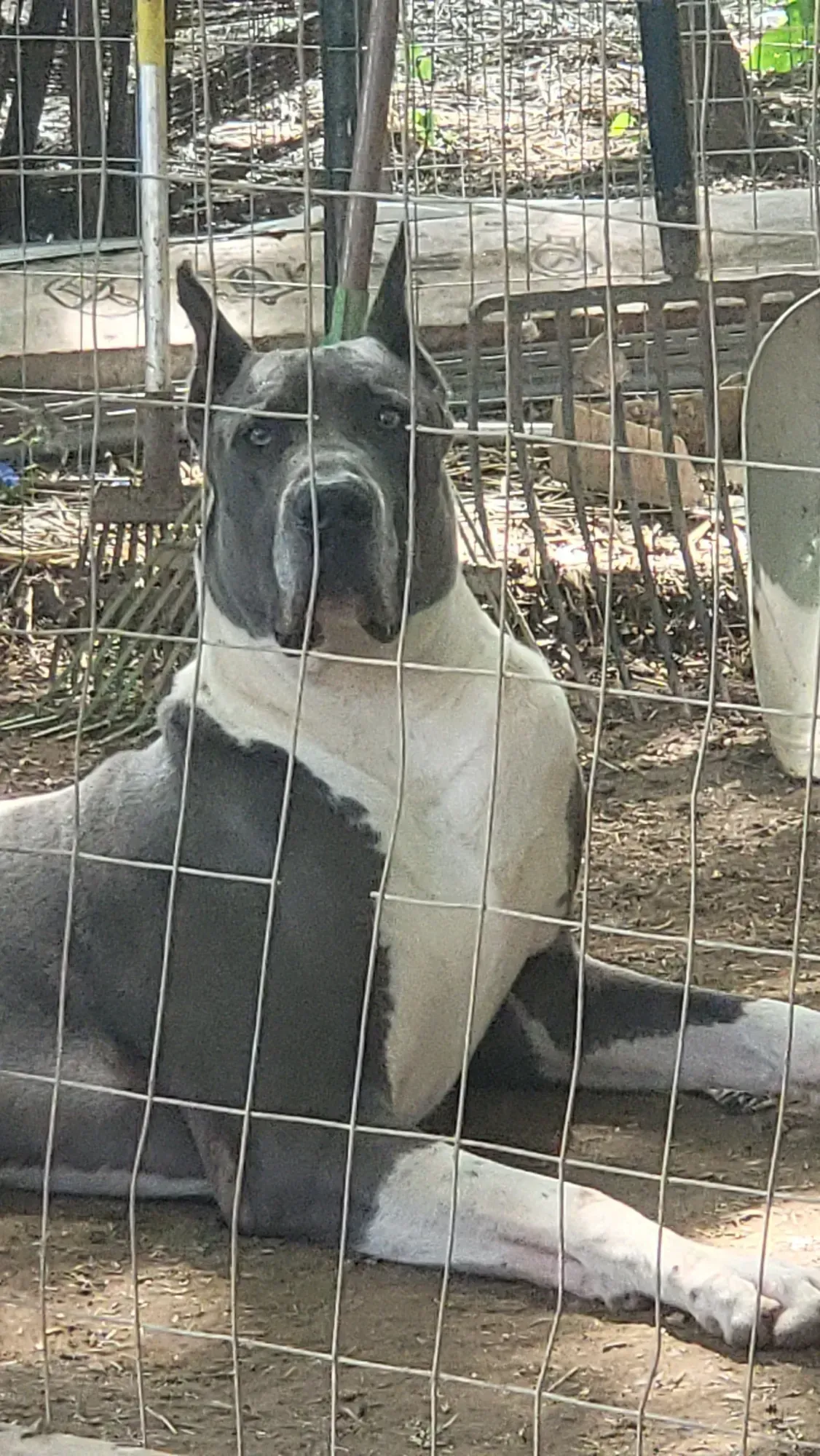 Gray and white dog lying behind a wire fence outdoors, looking at the camera.