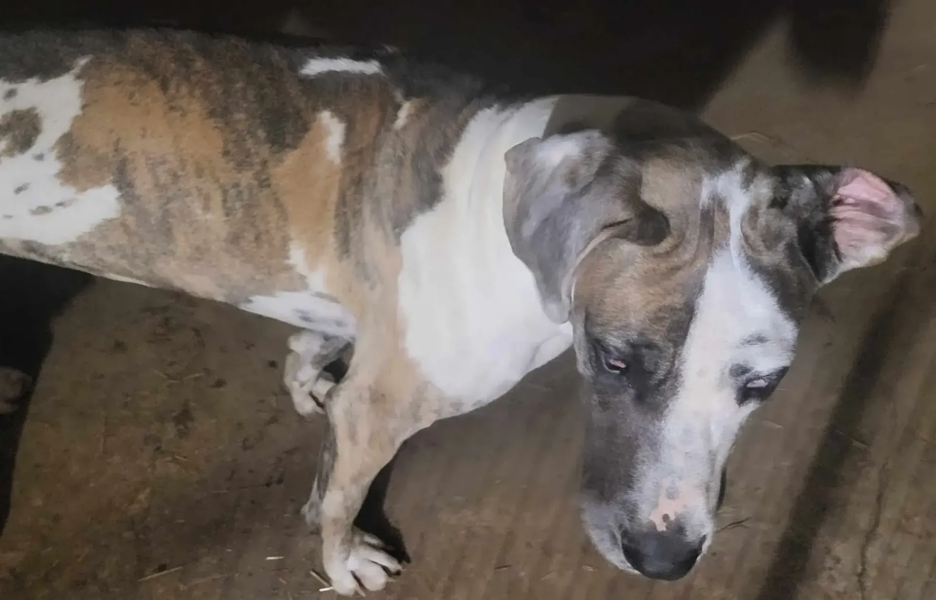 Brown and white dog standing on a concrete floor, looking downward