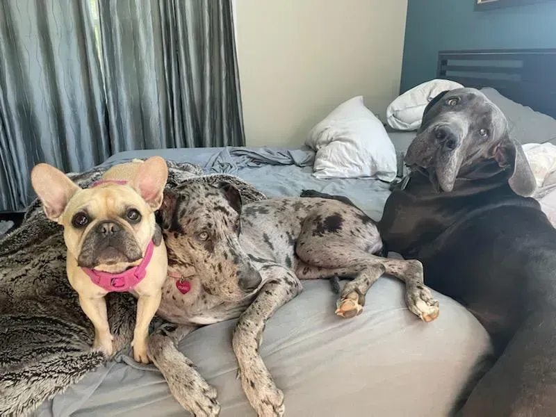 Two dogs lounging on a bed, one tan French bulldog in a pink harness and one gray merle dog.