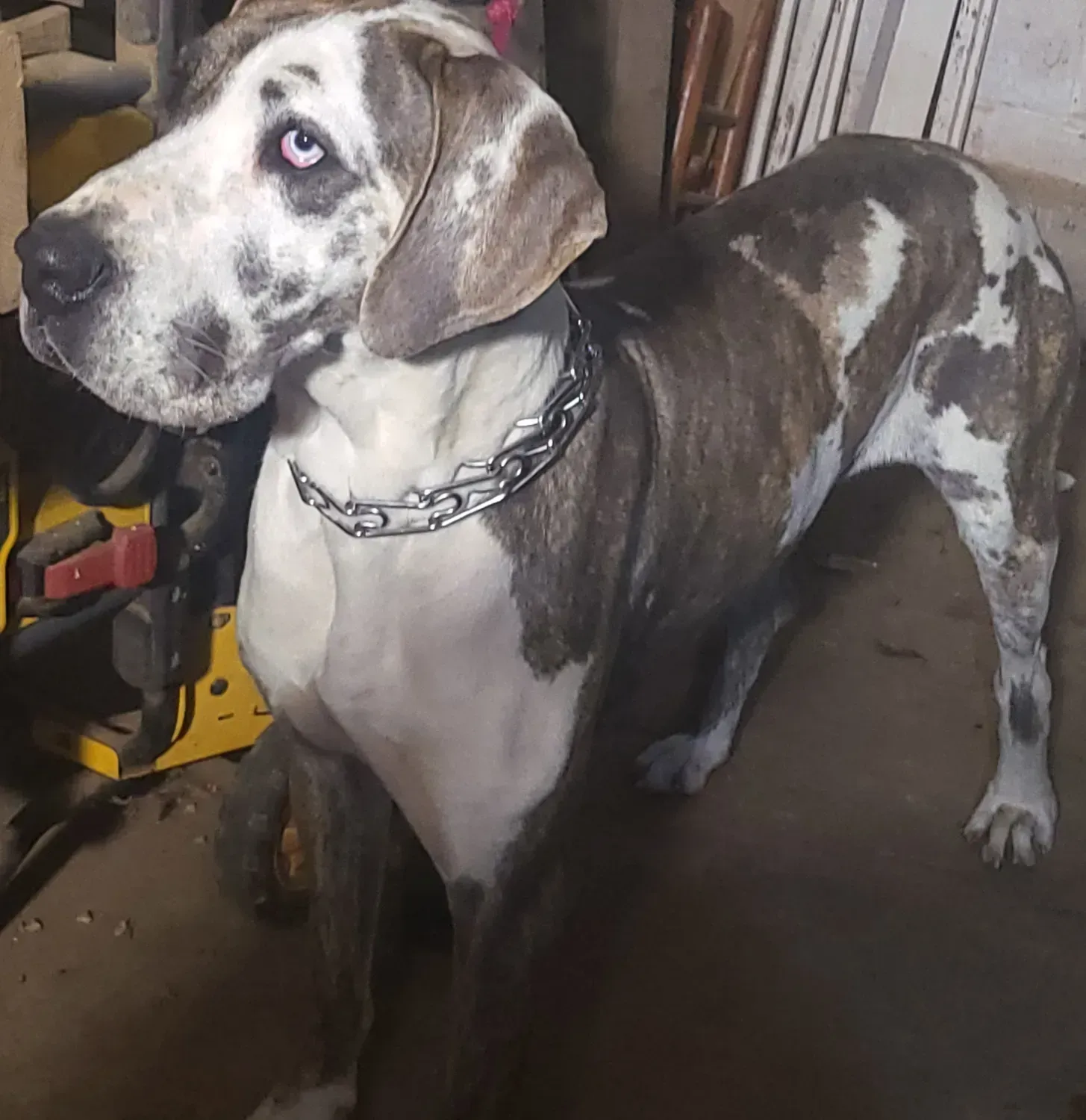 Spotted gray-and-white dog with a chain collar standing indoors and looking up