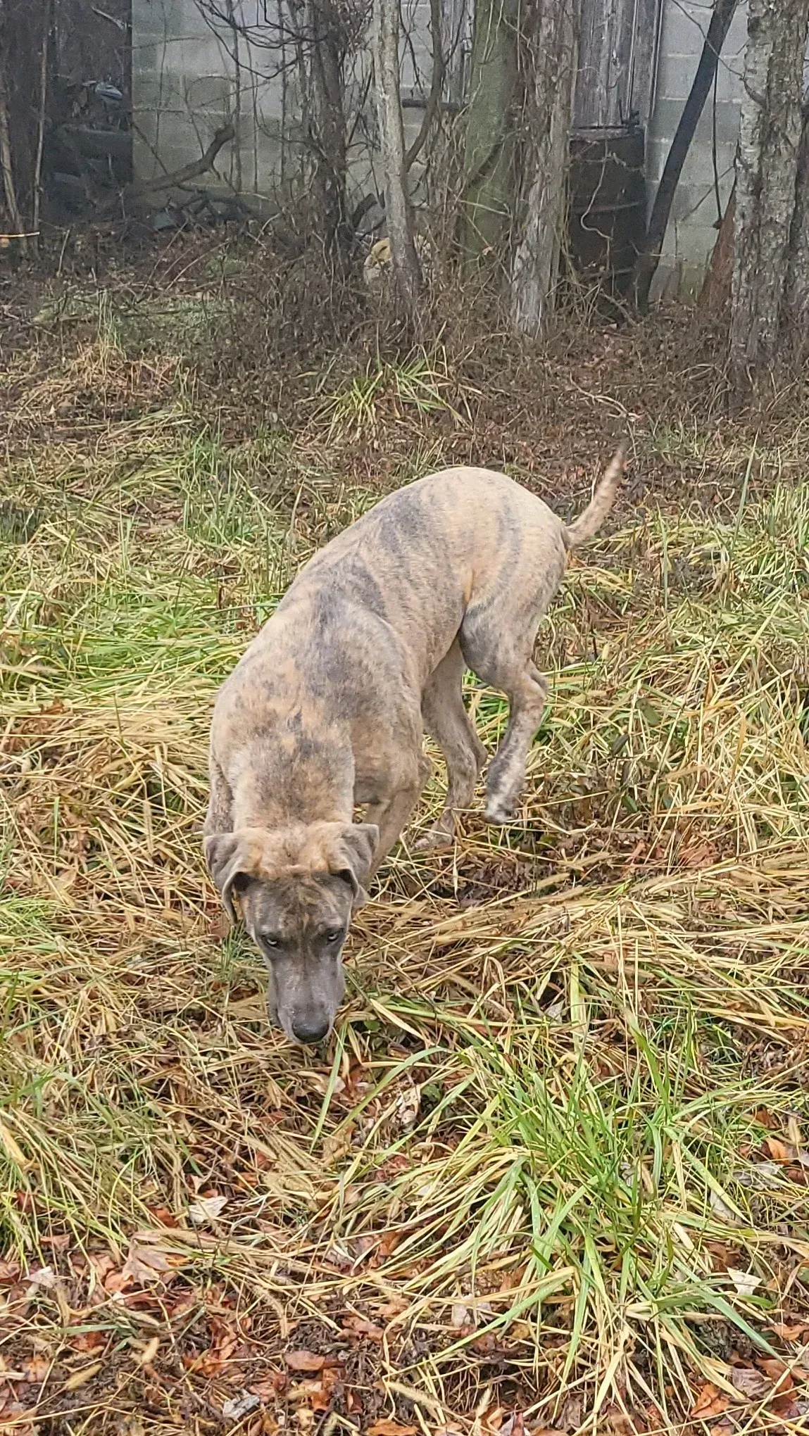 Brown dog sniffing grass in a muddy yard near bare trees.