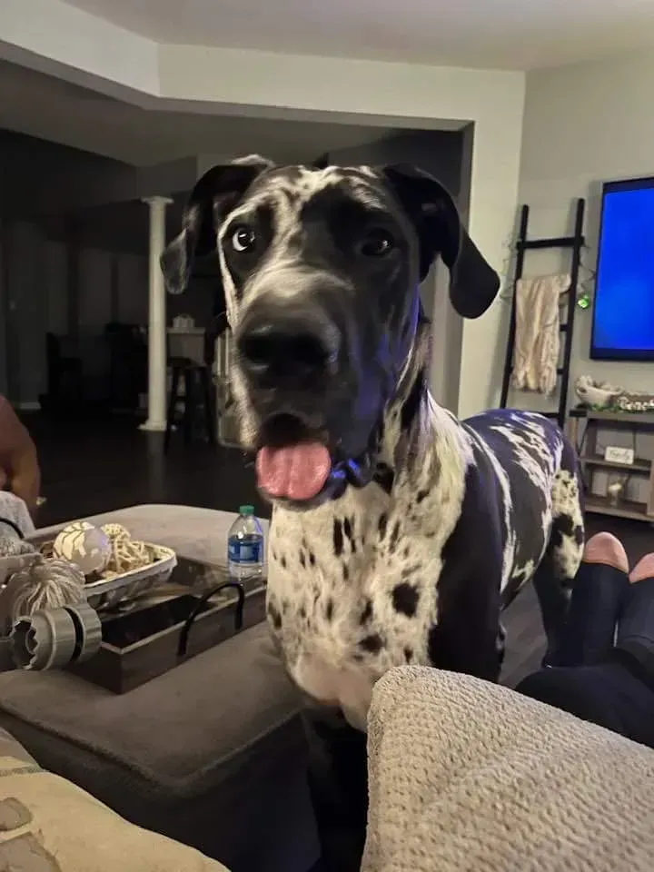 Large black-and-white dog standing on a couch in a living room, looking at the camera.