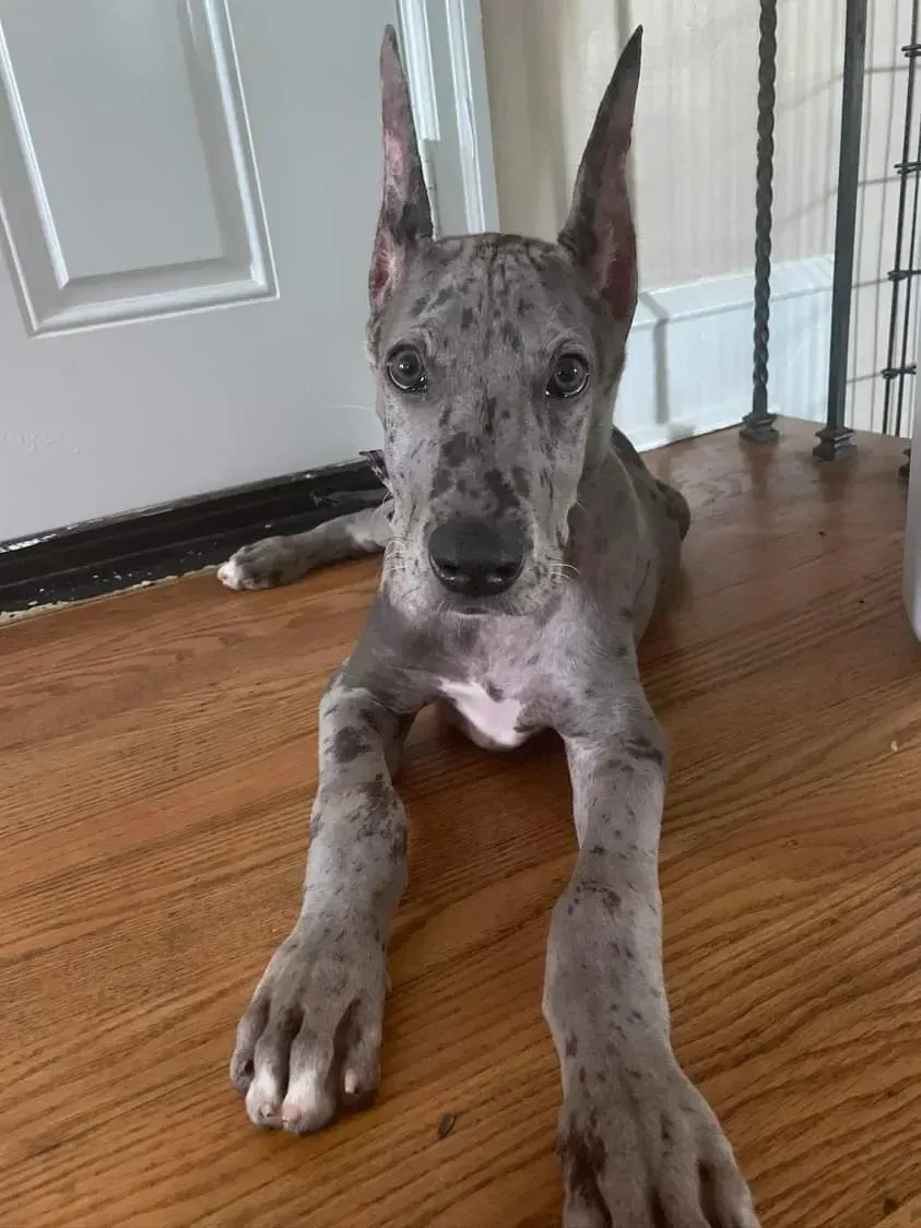 Great Dane puppy lying on hardwood floor by a door, looking at the camera.