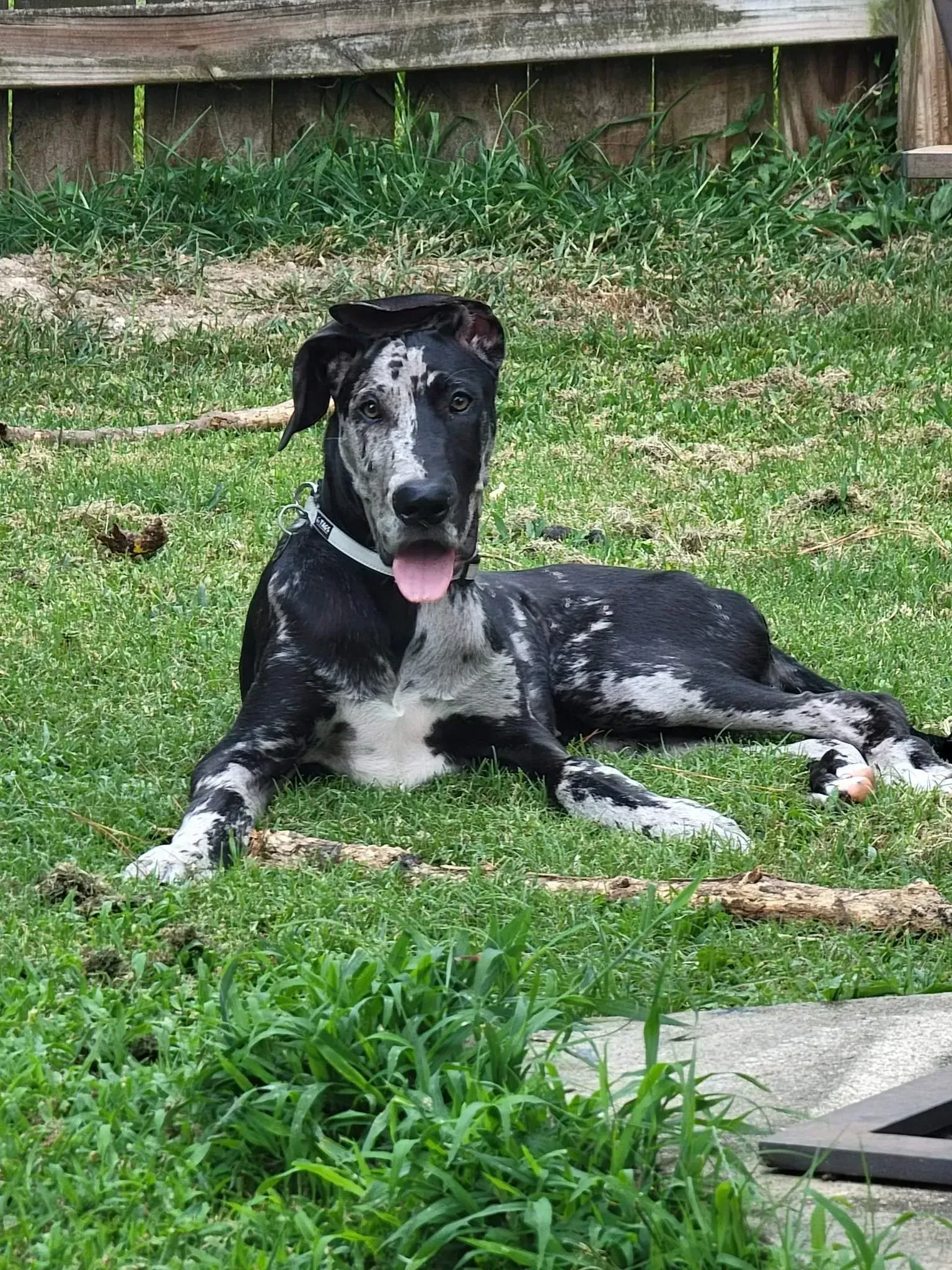 Black-and-white dog lying on grass with tongue out in a yard near a wooden fence
