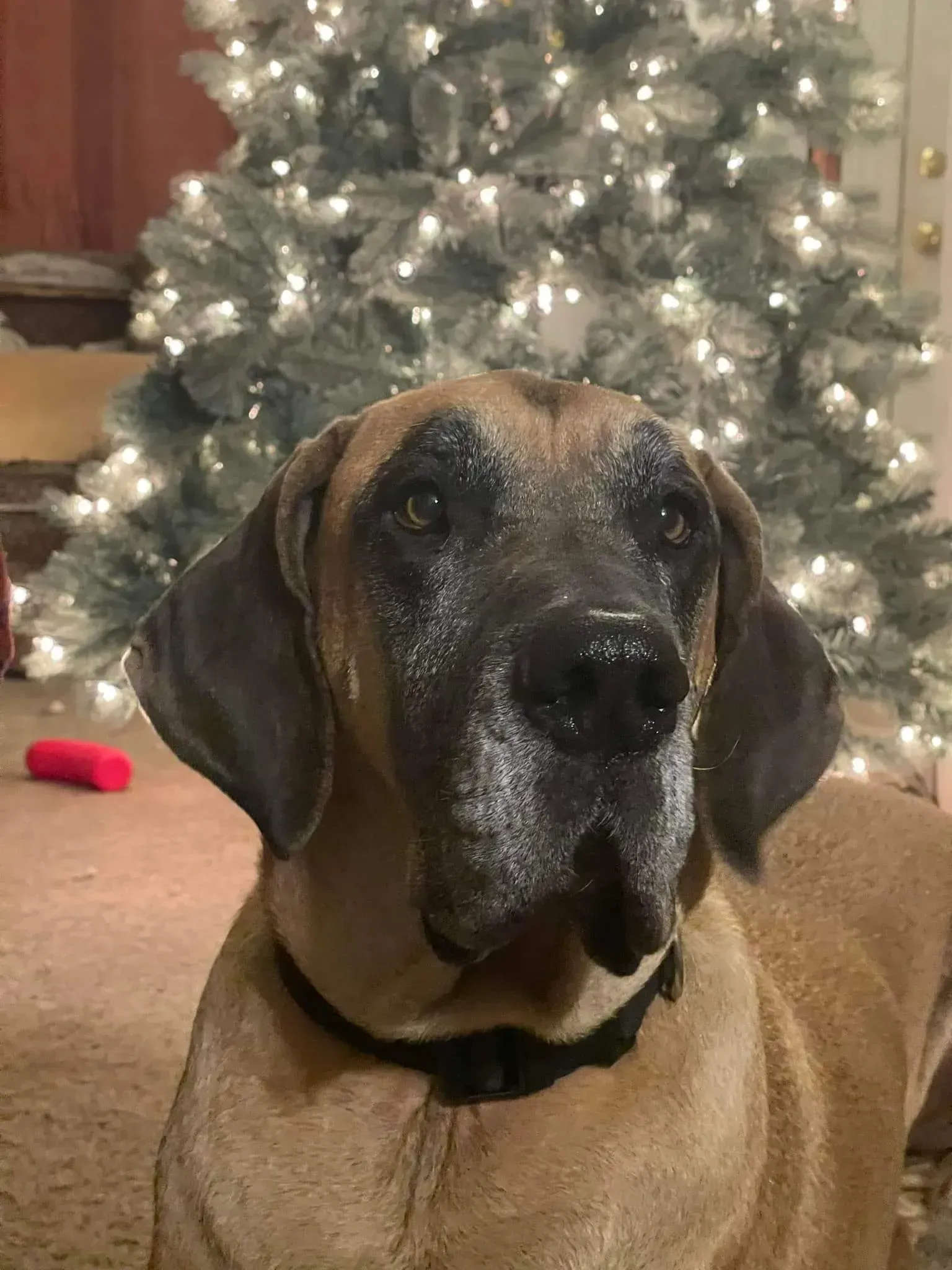 Dog with a black collar sitting indoors in front of a lit Christmas tree