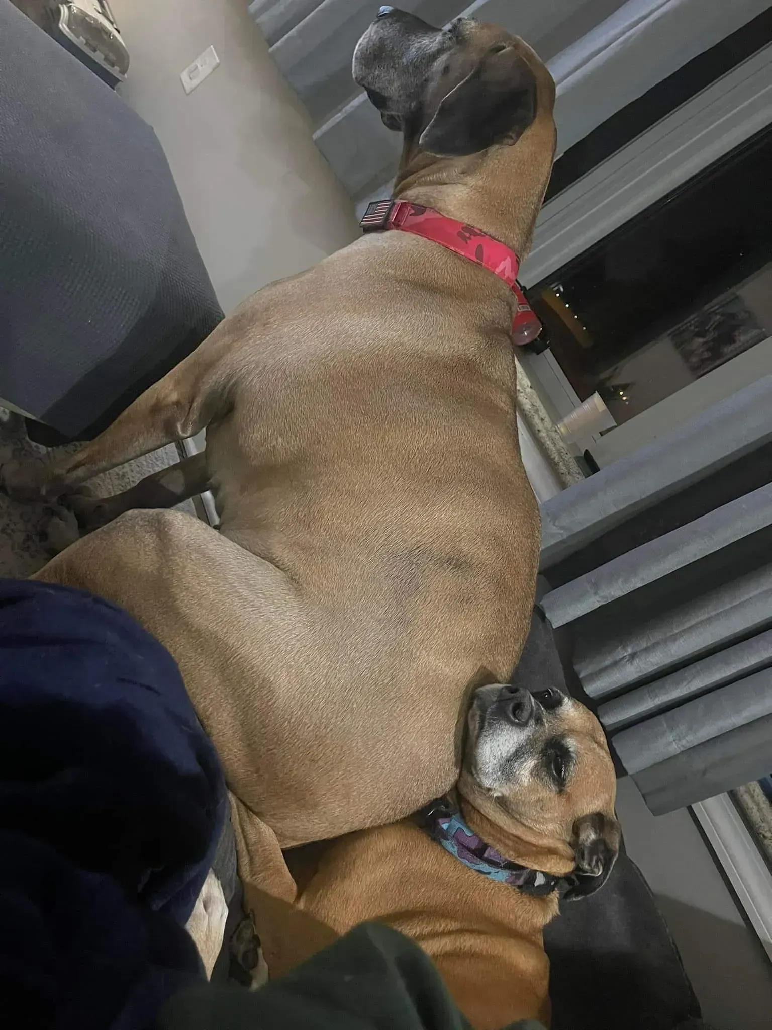 Two dogs sitting close together indoors, one tan and black with a red collar, one brown with a blue collar.