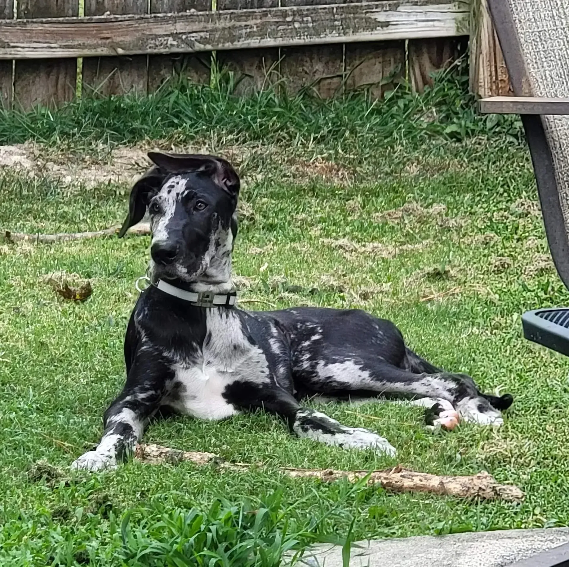 Black and white dog lying in grass, looking alert in a fenced backyard.