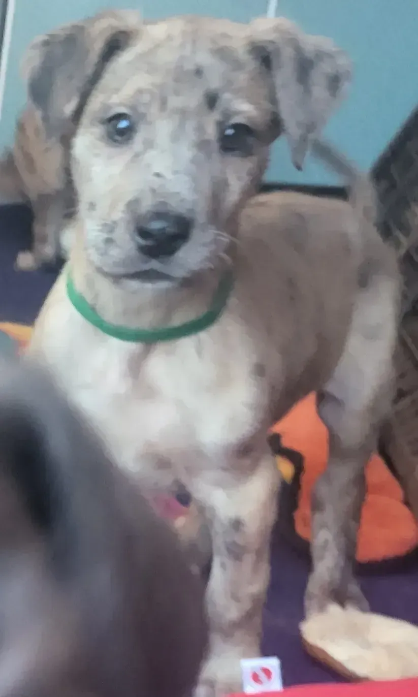 Brown-and-white puppy with a green collar sitting indoors, looking at the camera.
