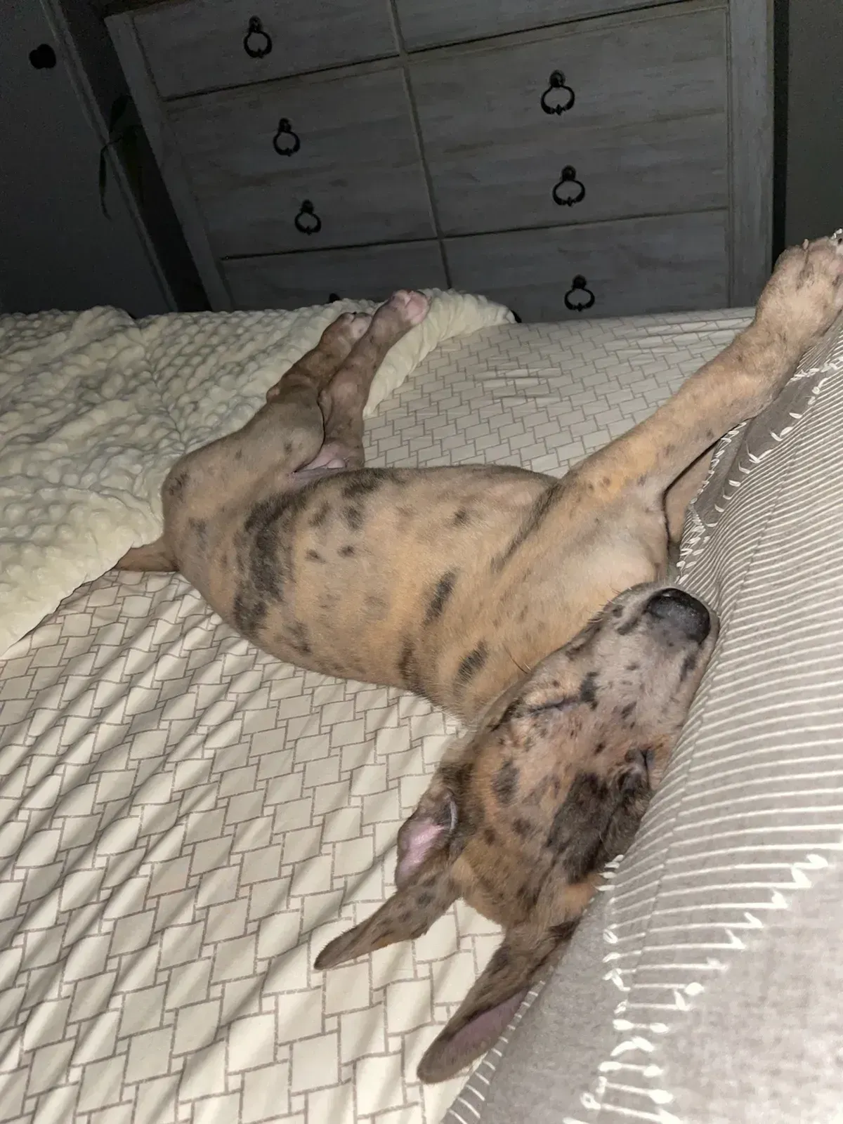 Spotted dog lying on its back on a bed with legs stretched out in a bedroom