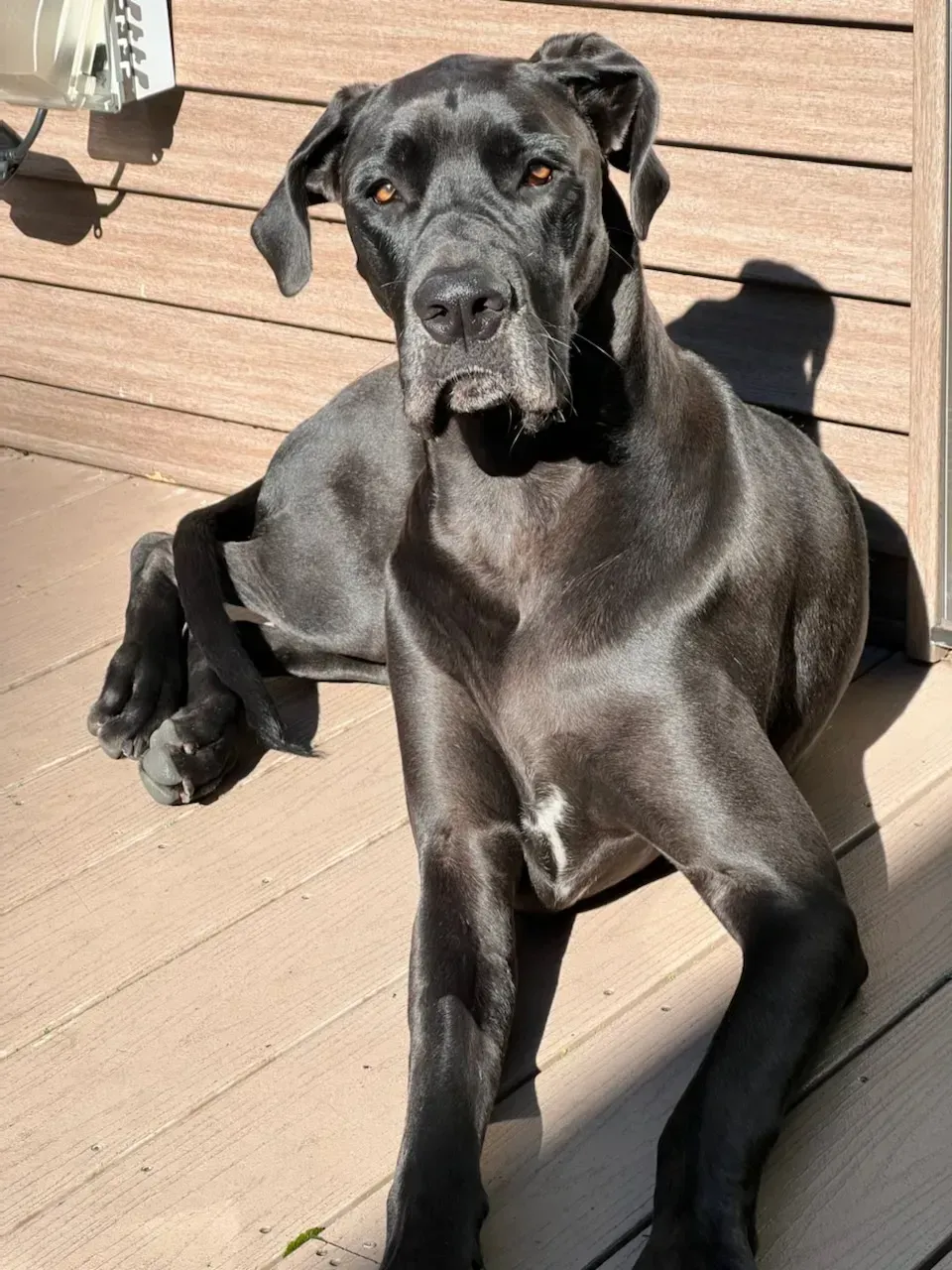 Black dog lying on a sunlit wooden deck beside a wall, looking at the camera.
