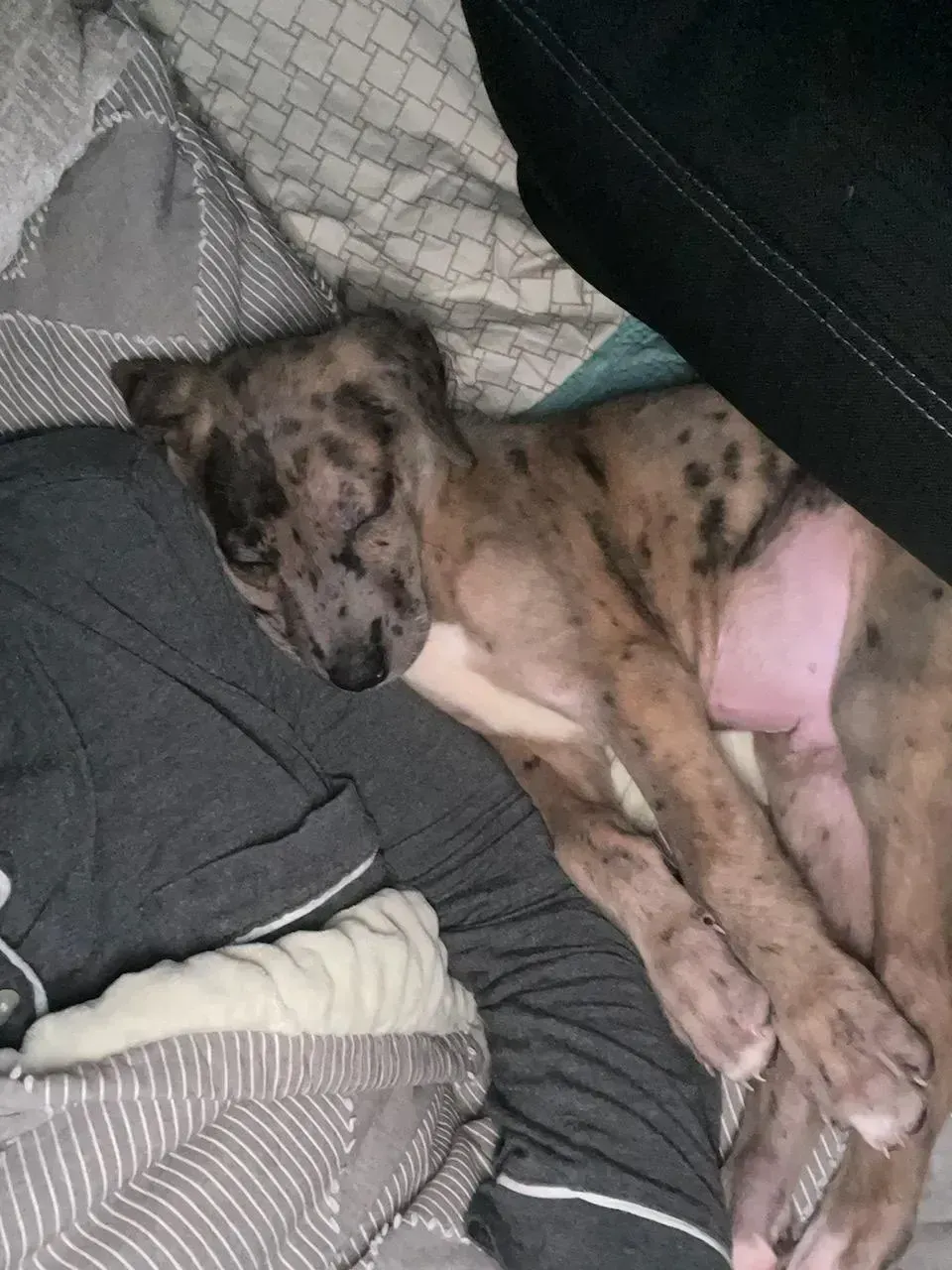 Spotted dog sleeping on a bed with gray and black blankets