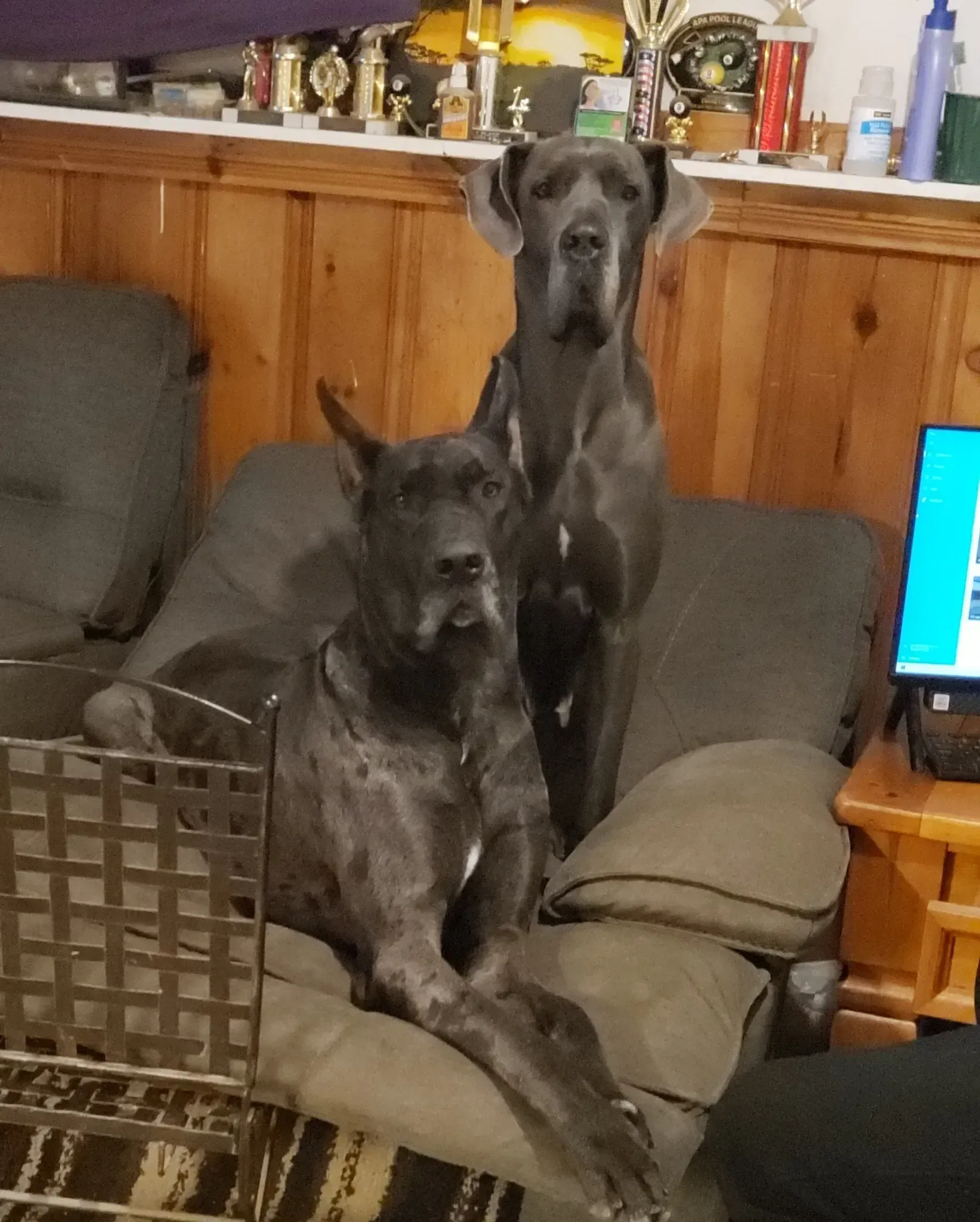 Two gray dogs sitting on a recliner in a cozy living room, one in front and one behind.