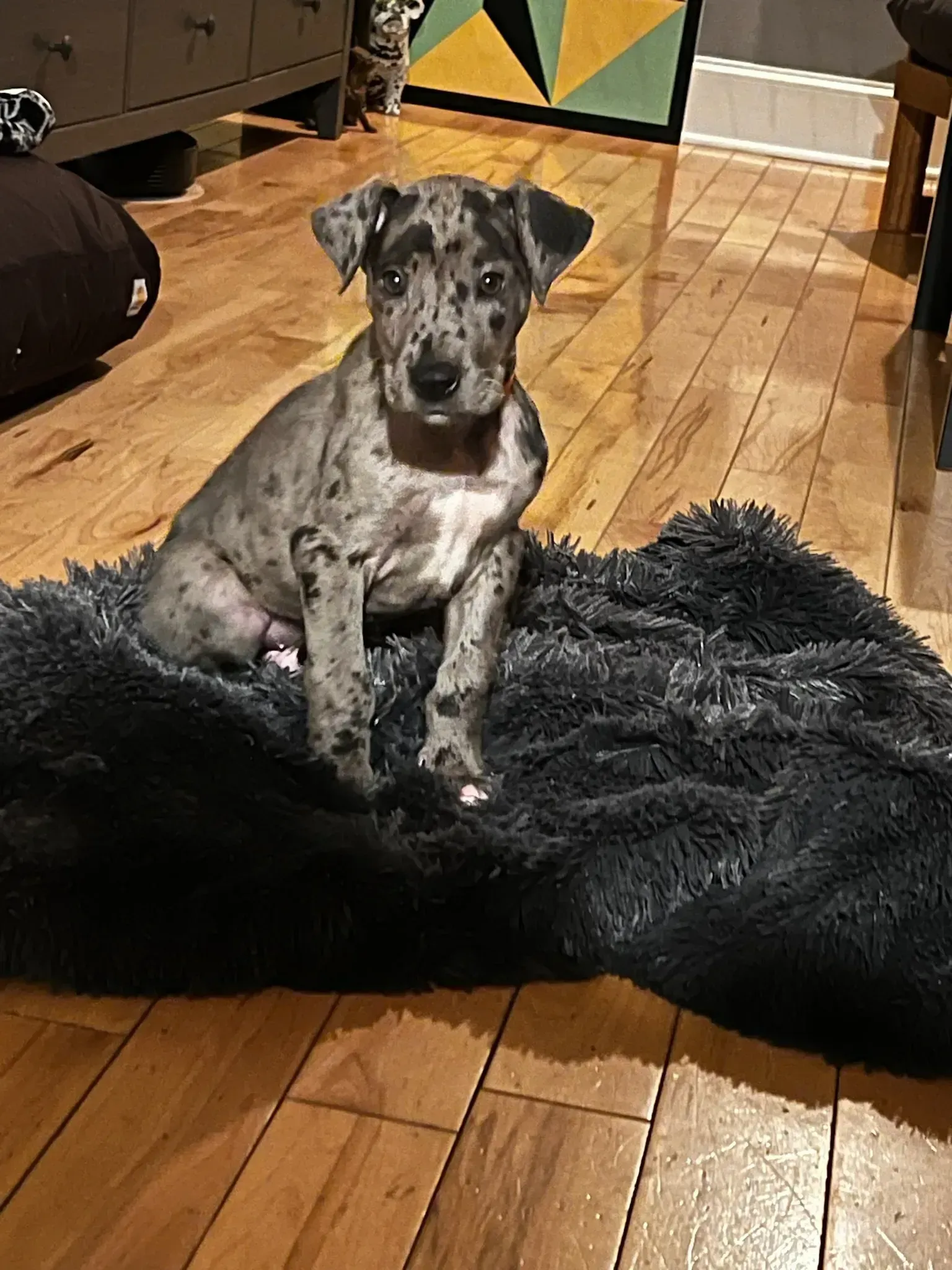 Merle puppy sitting on a black rug on a hardwood floor indoors