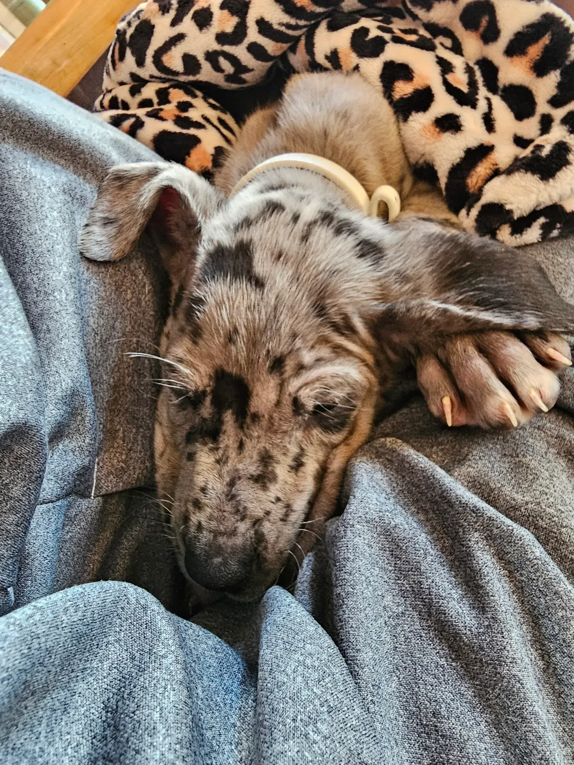 Small dog resting on a gray blanket, wearing a leopard-print sweater.