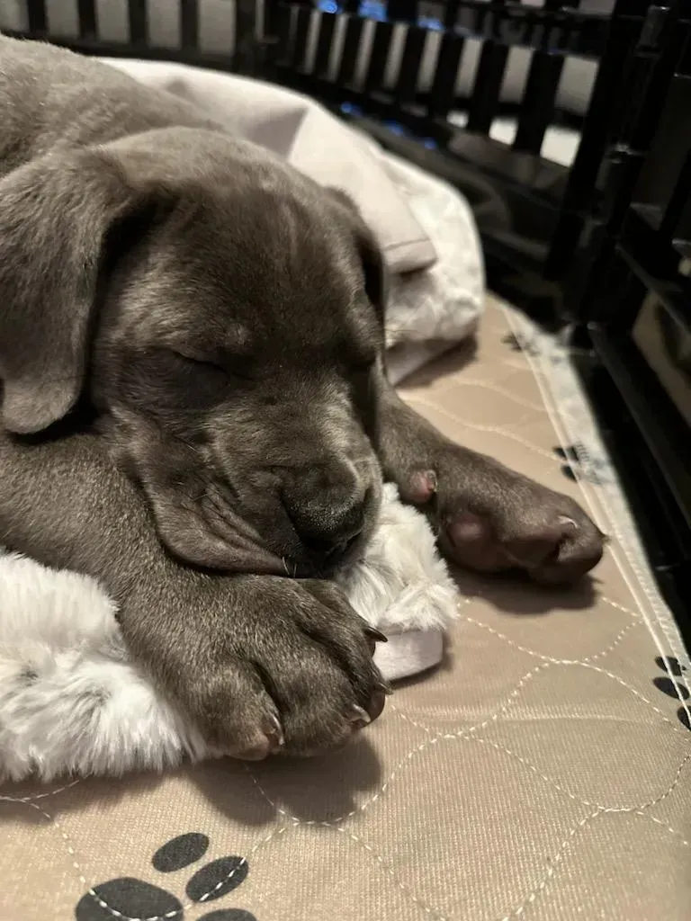 Sleeping gray puppy curled on a cushion, with one paw stretched out.