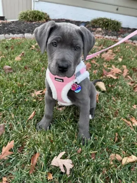Gray puppy in a pink harness sitting on grass with fallen leaves outdoors